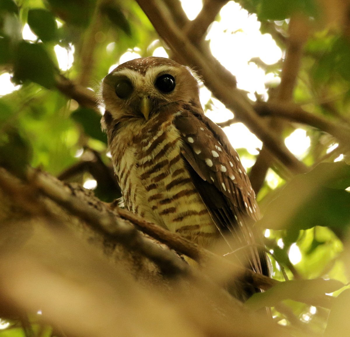 White-browed Owl - ML613264765
