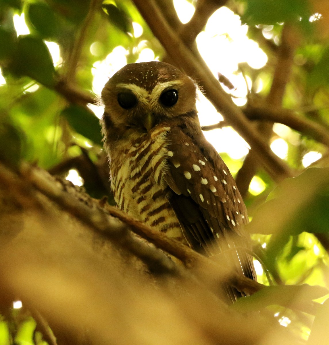 White-browed Owl - ML613264773