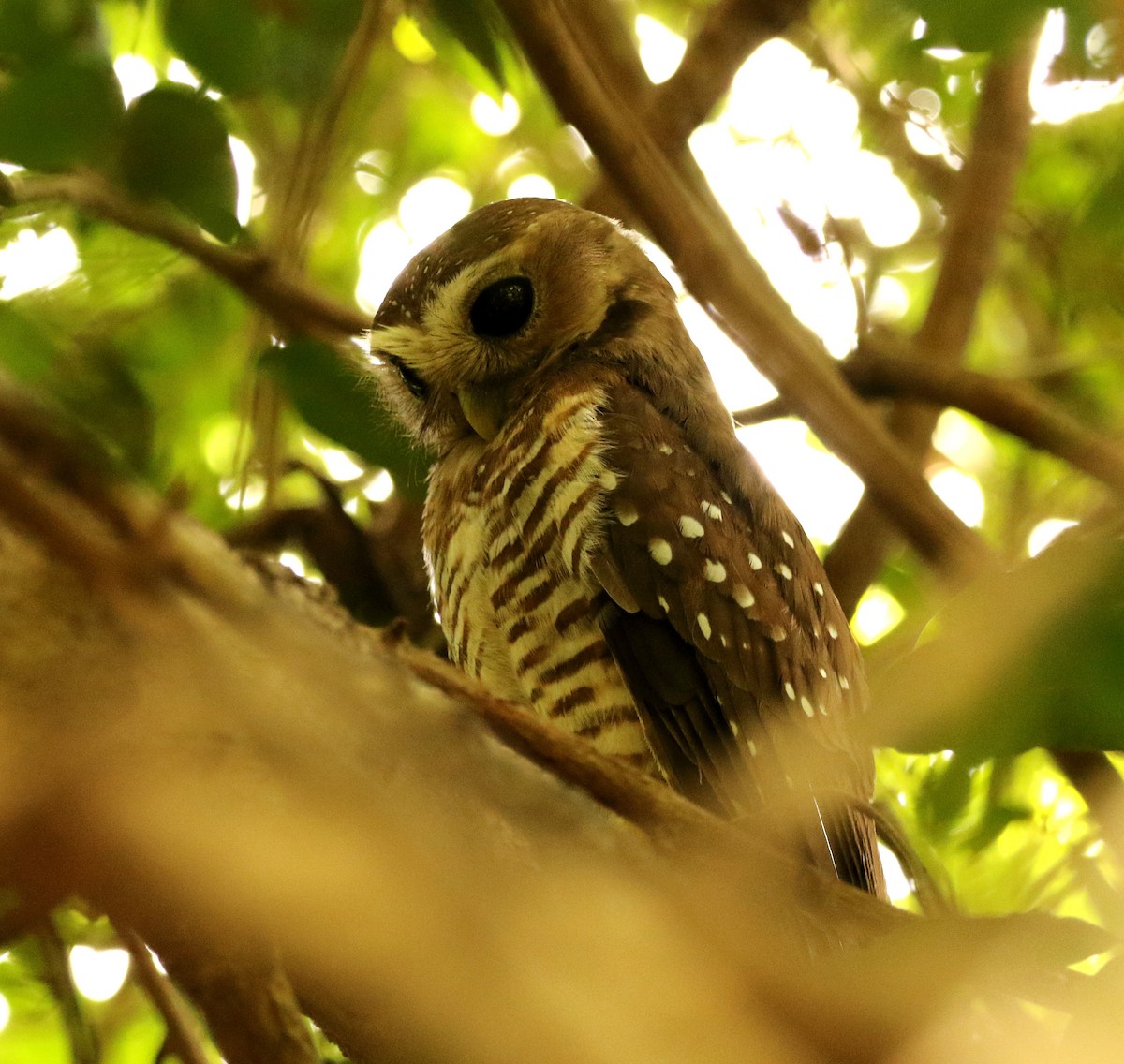 White-browed Owl - ML613264787