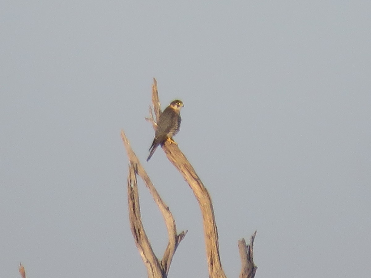 Red-necked Falcon - ML613265028