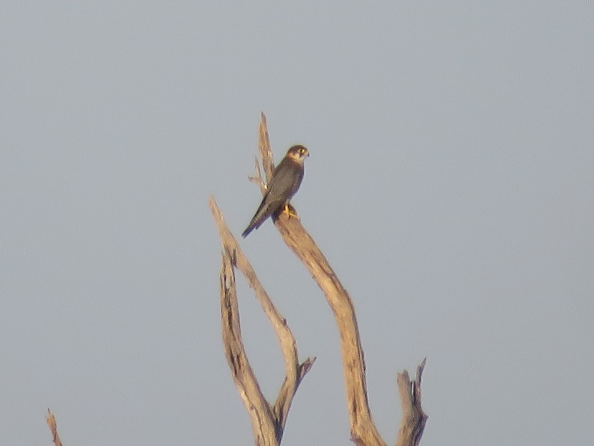 Red-necked Falcon - ML613265029