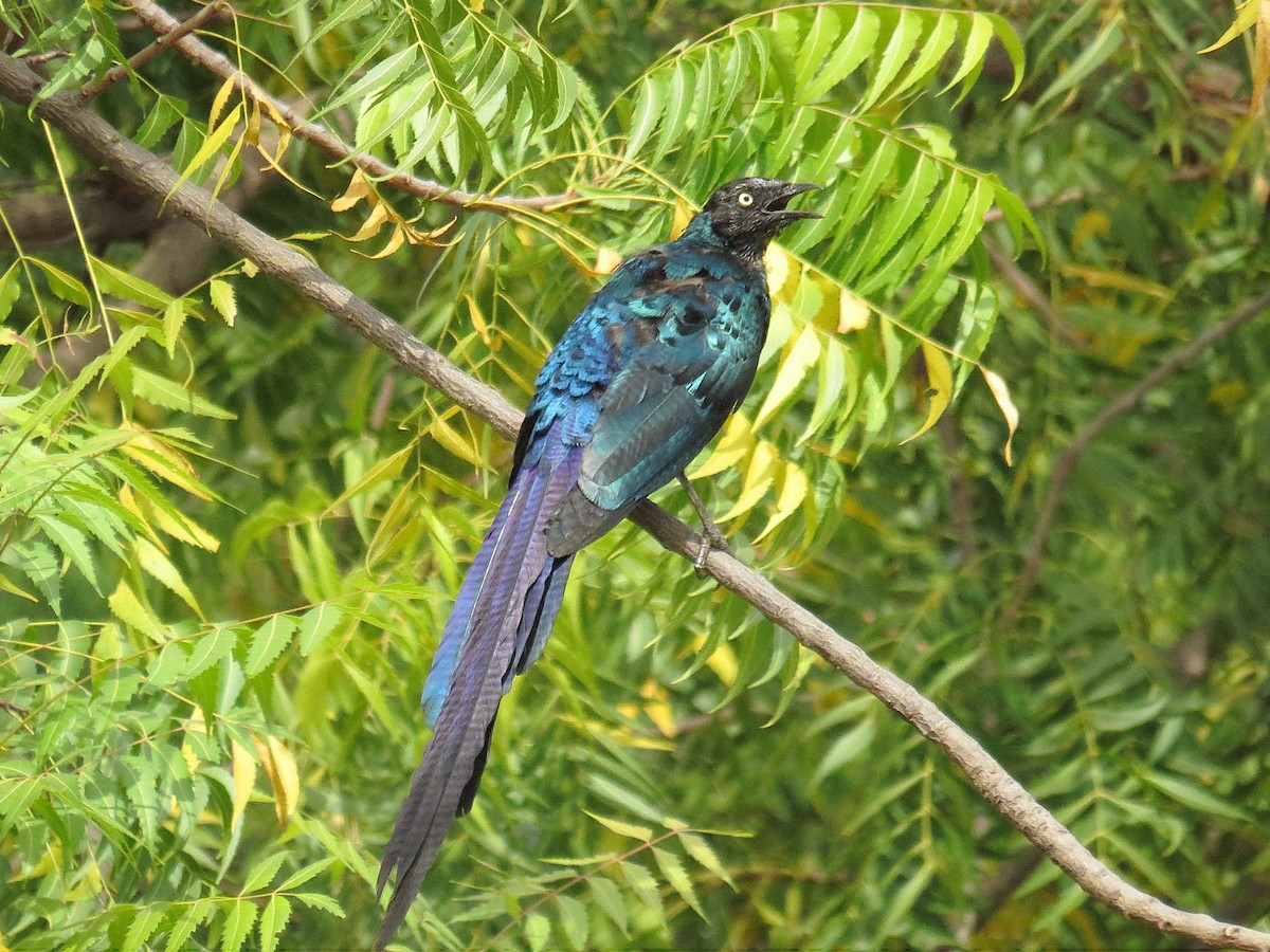 Long-tailed Glossy Starling - ML613265344