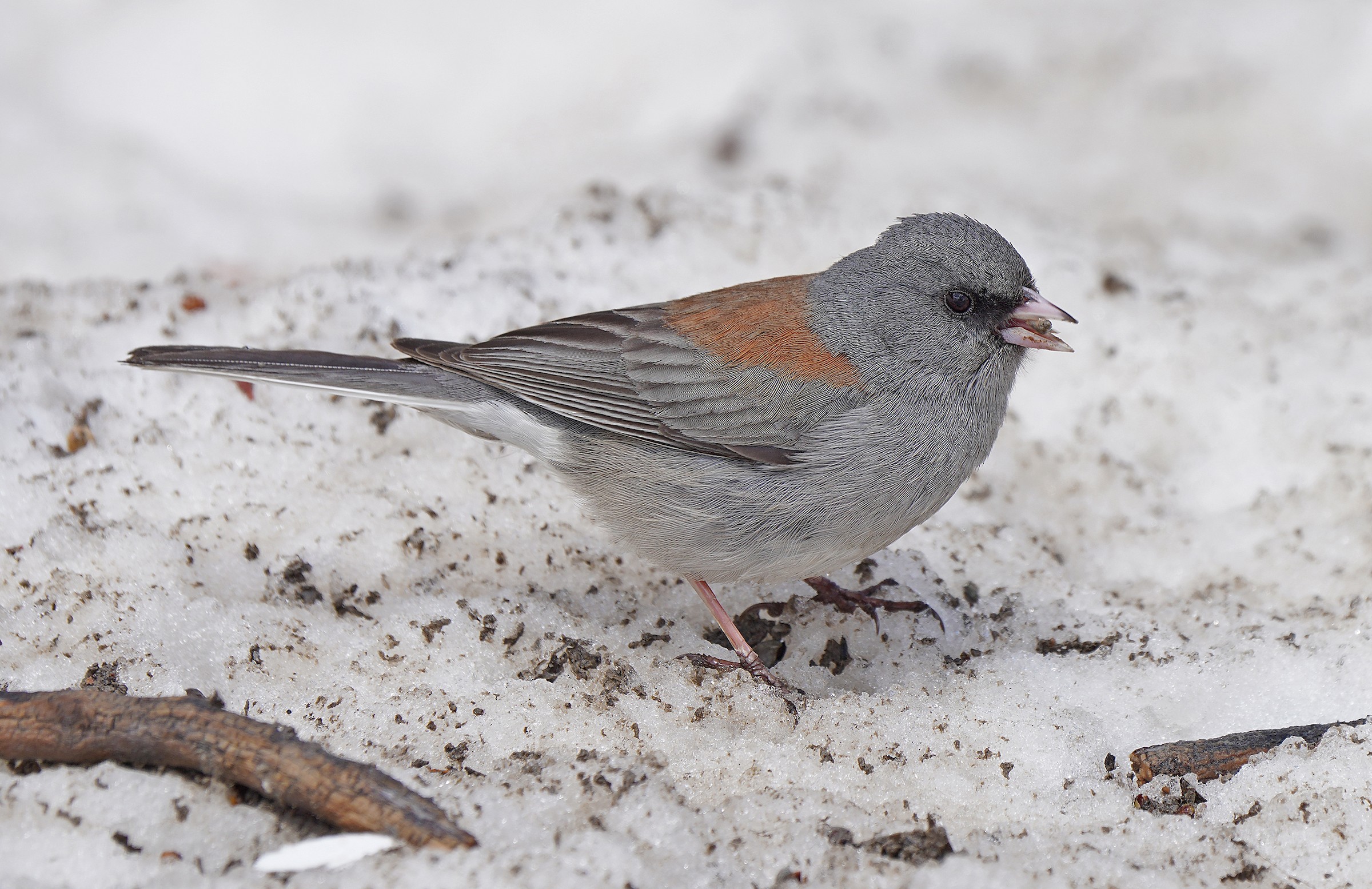 Dark-eyed Junco