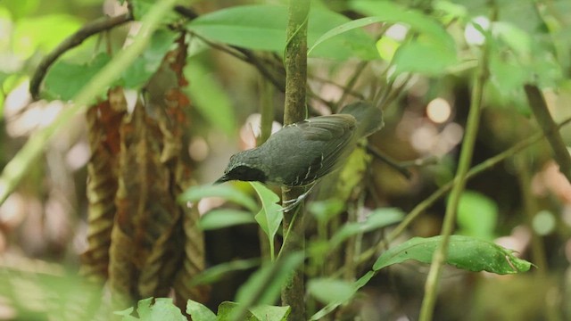 Black-faced Antbird - ML613265732