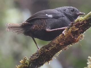  - White-winged Tapaculo