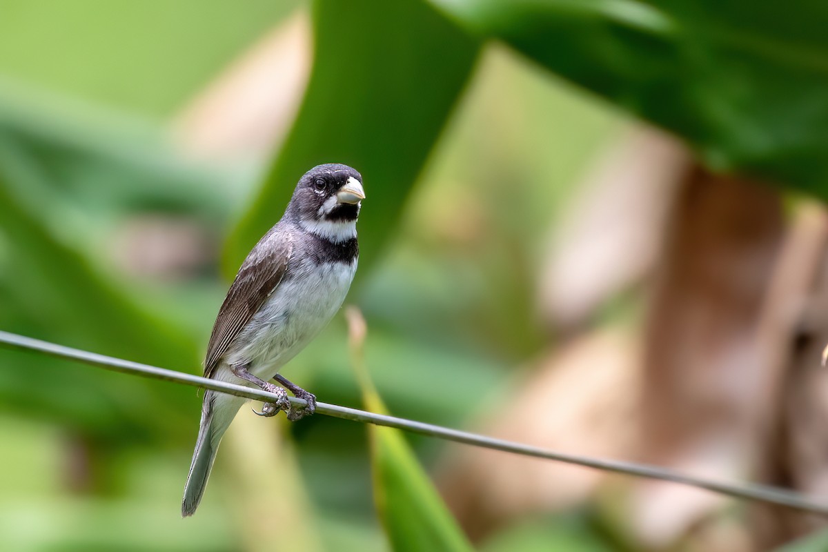 Double-collared Seedeater - ML613265889