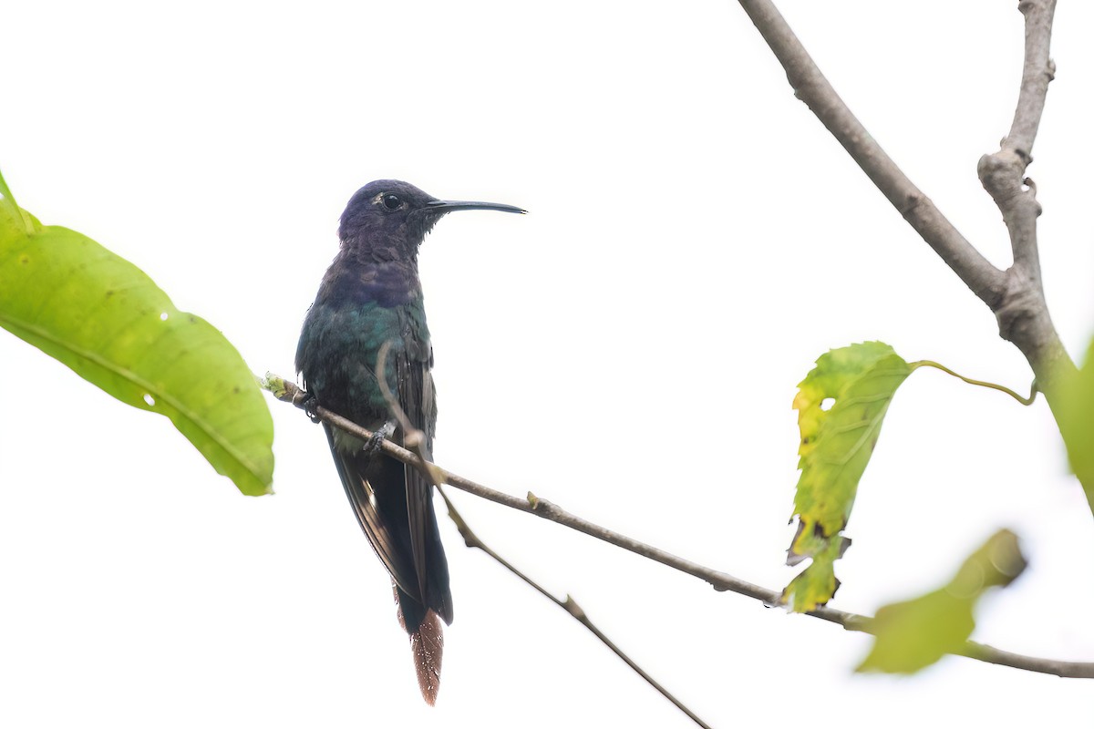 Swallow-tailed Hummingbird - ML613265911