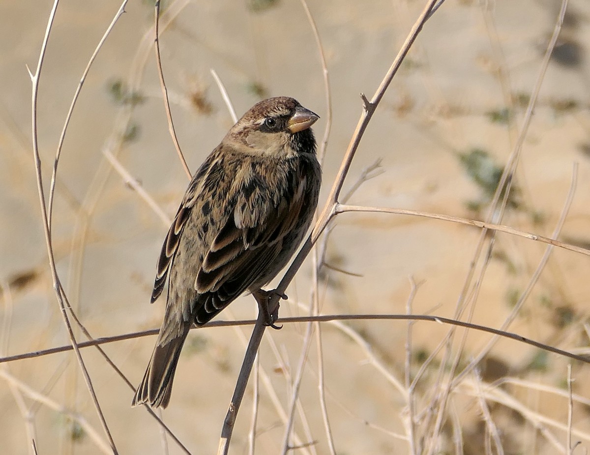 Spanish Sparrow - ML613265919