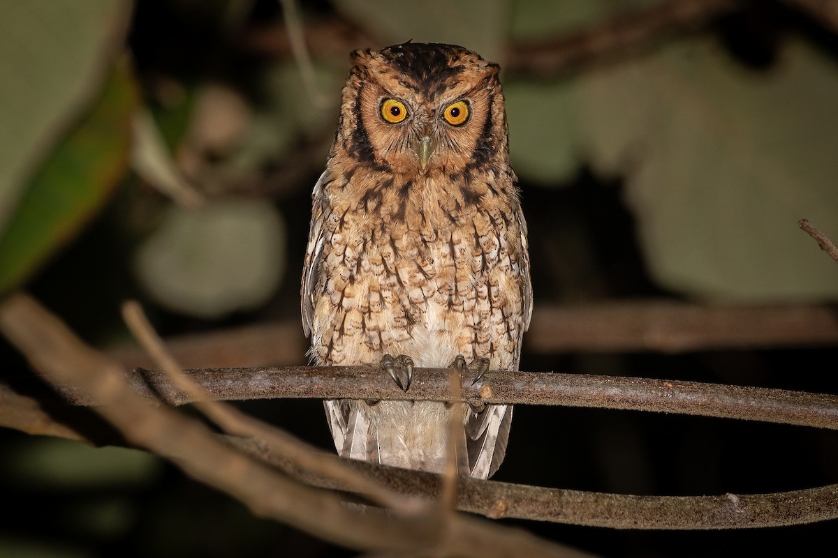 Peruvian Screech-Owl (roboratus) - Stéphane  Aubert