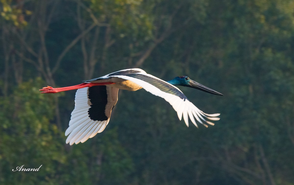 Black-necked Stork - ML613265948