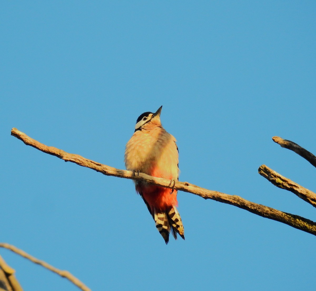 Great Spotted Woodpecker - ML613266030