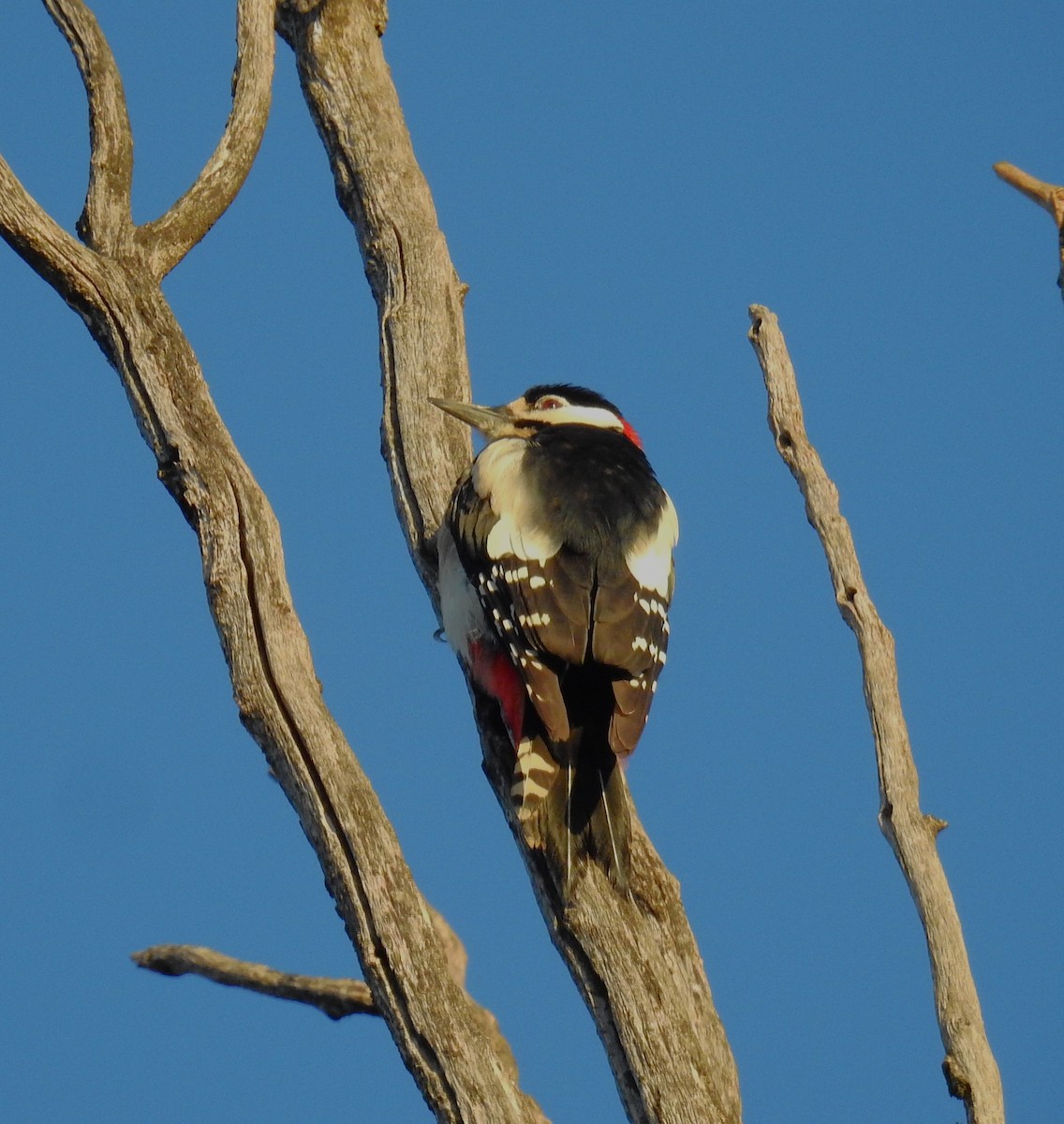 Great Spotted Woodpecker - ML613266031