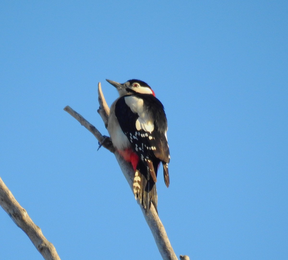 Great Spotted Woodpecker - ML613266032