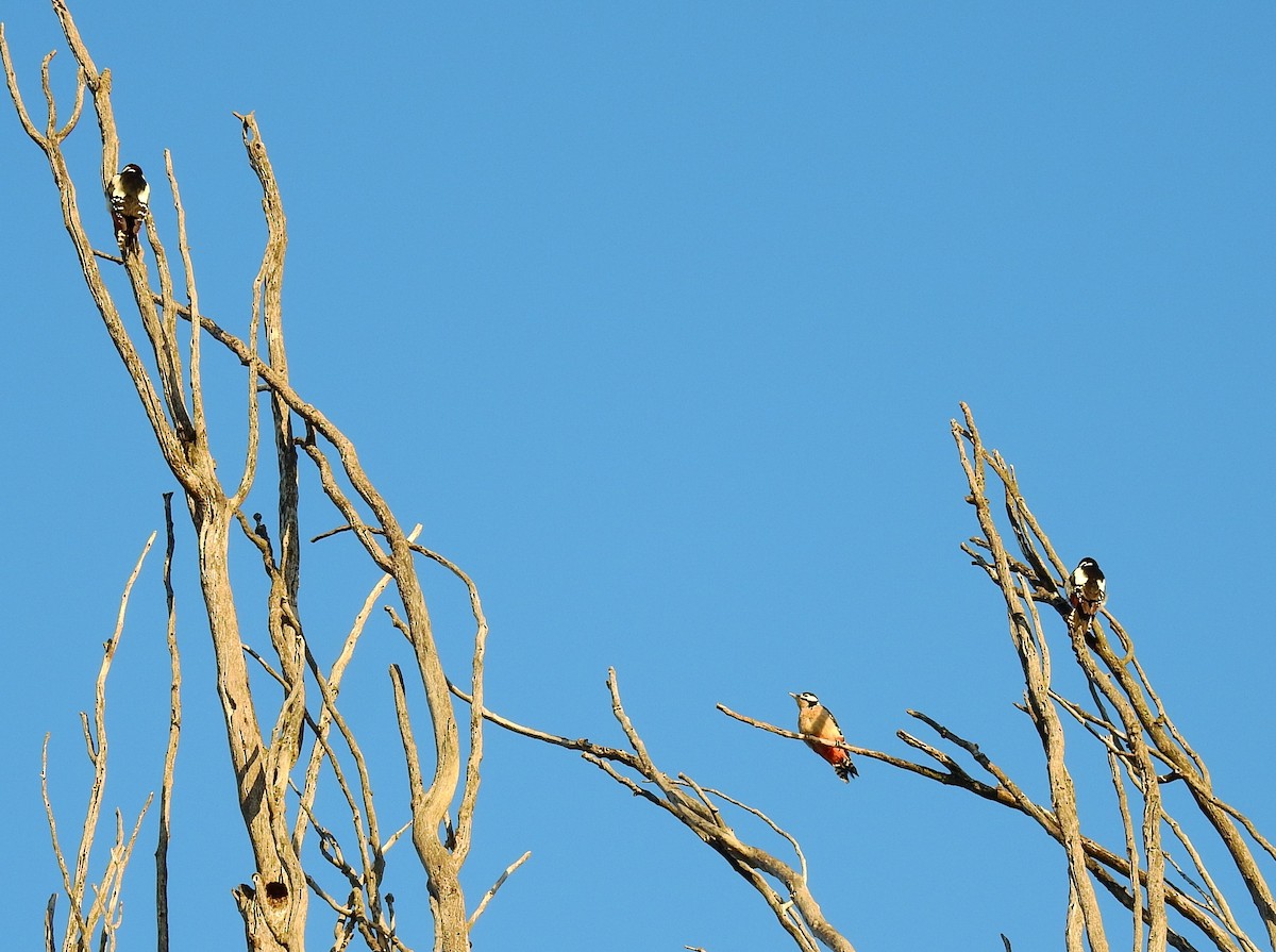 Great Spotted Woodpecker - ML613266033