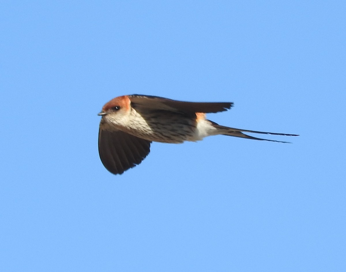 Greater Striped Swallow - Dieter Oschadleus