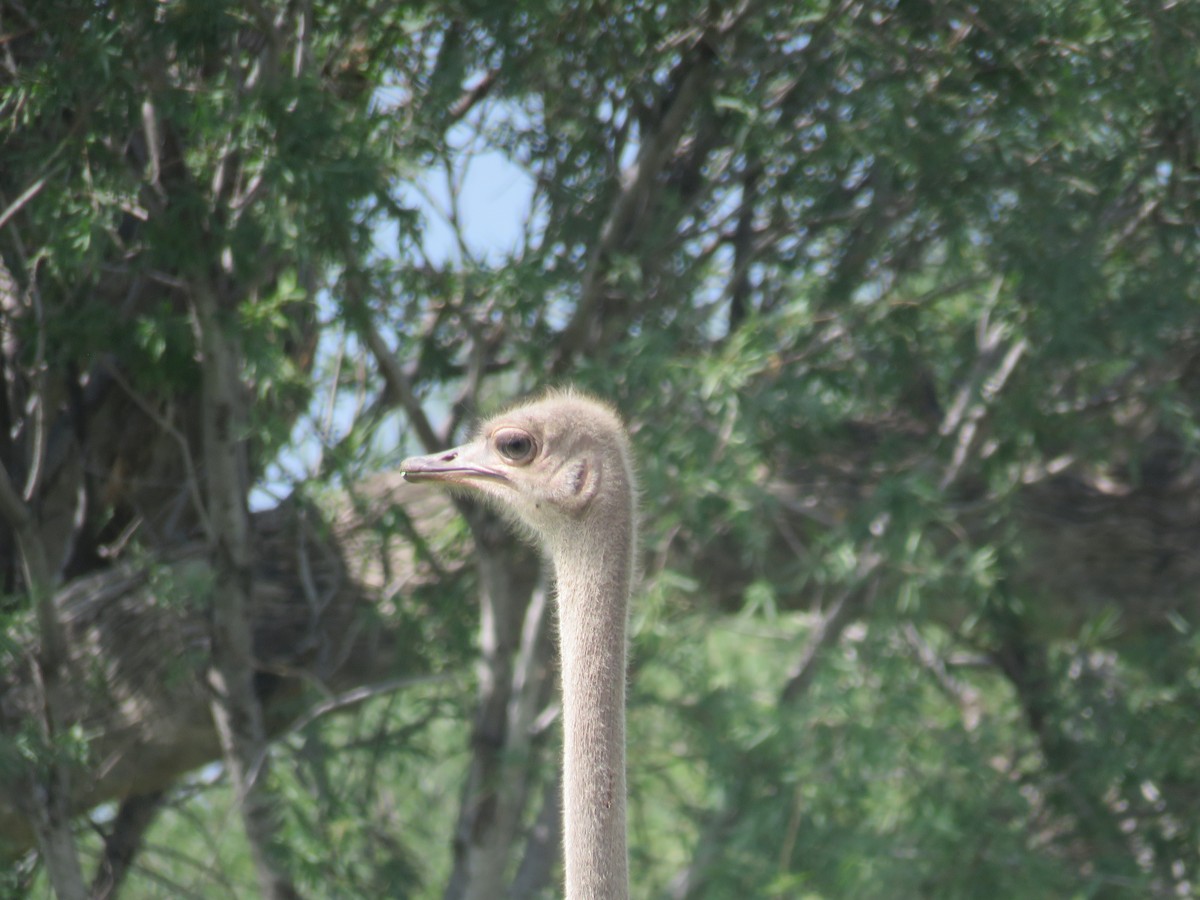 Common Ostrich - ML613266075