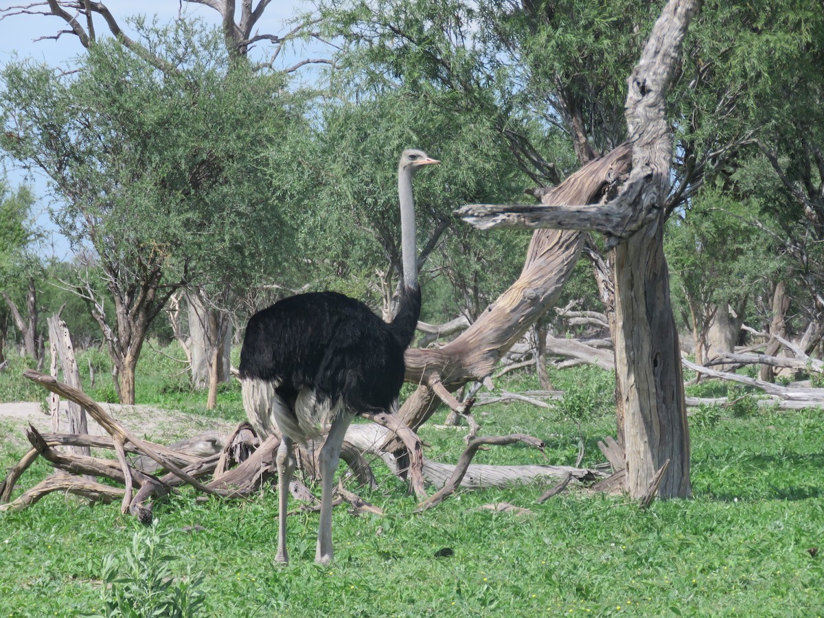 Common Ostrich - ML613266077