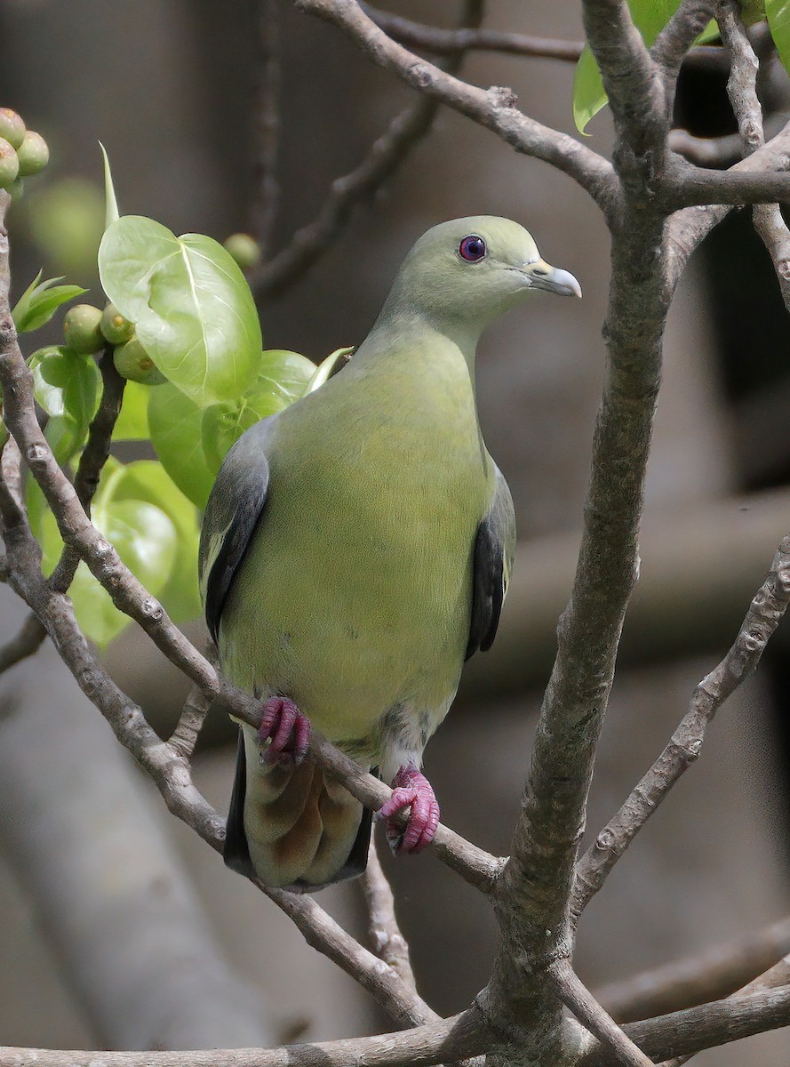 Pink-necked Green-Pigeon - sheau torng lim