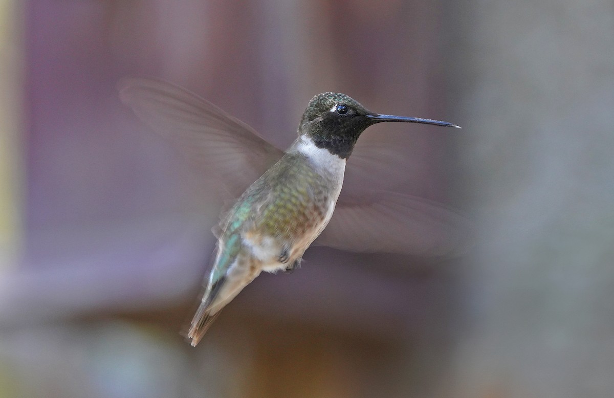 Black-chinned Hummingbird - Pitta Tours