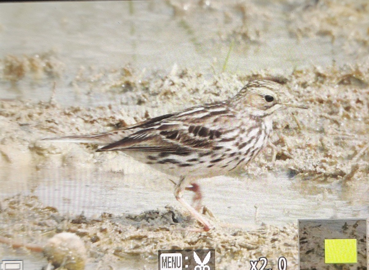 Red-throated Pipit - ML613266419