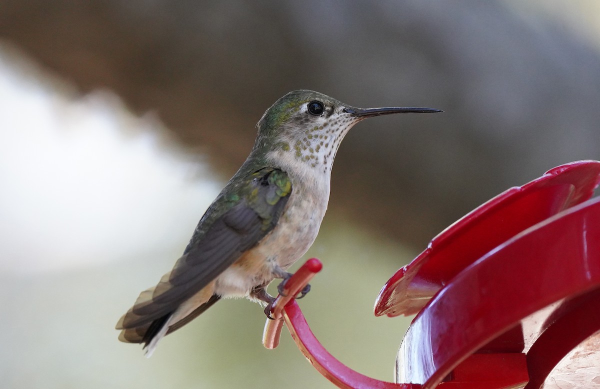 Calliope Hummingbird - ML613266484