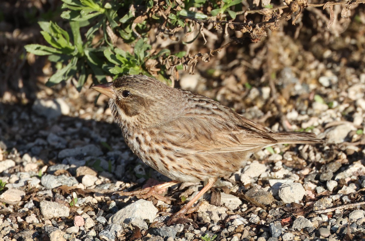 Savannah Sparrow (Large-billed) - ML613267167