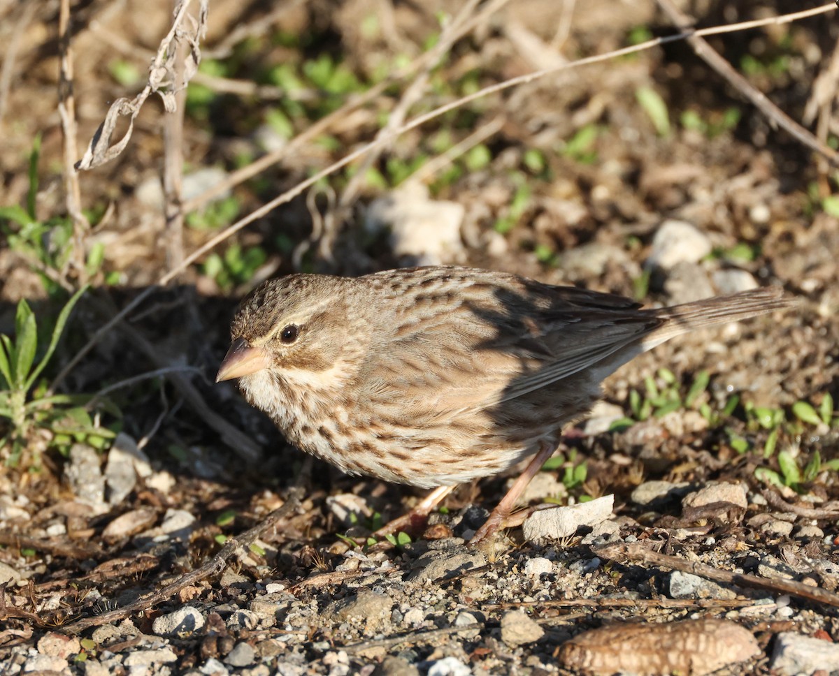 Savannah Sparrow (Large-billed) - ML613267169