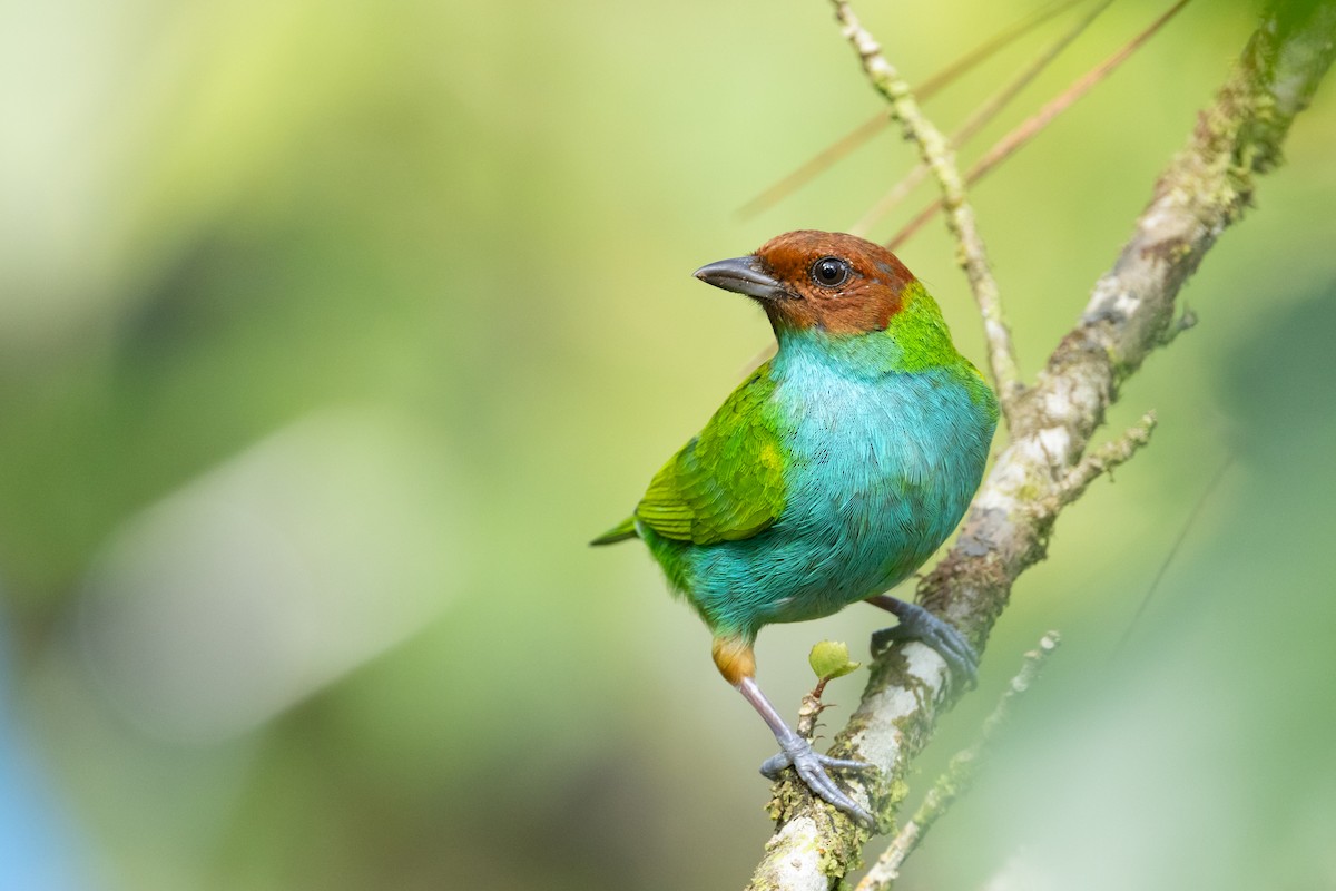 Bay-headed Tanager - ML613267868