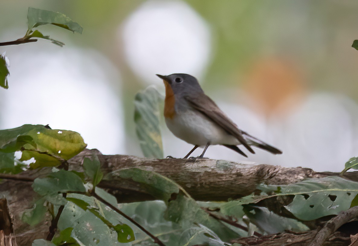 Red-breasted Flycatcher - ML613267994