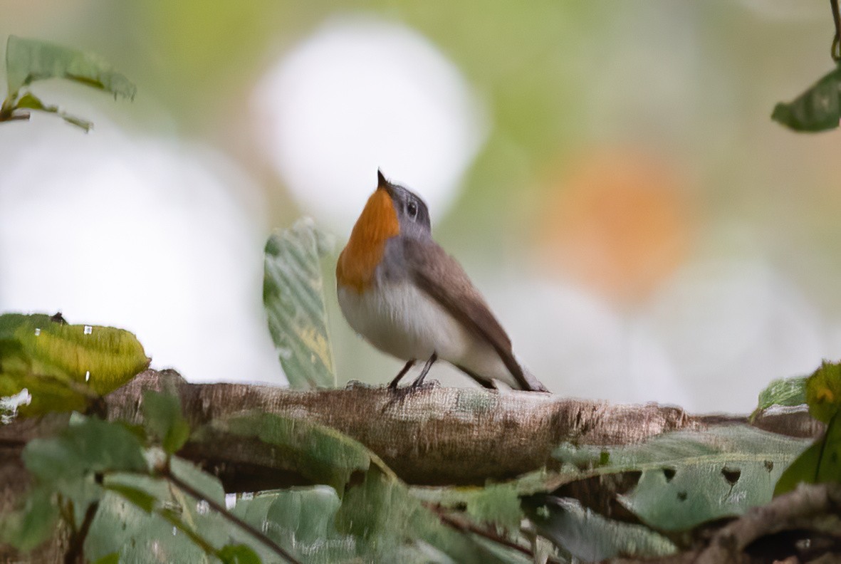 Red-breasted Flycatcher - ML613267995