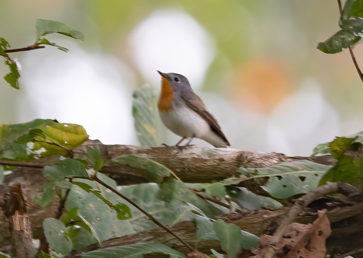 Red-breasted Flycatcher - ML613267997