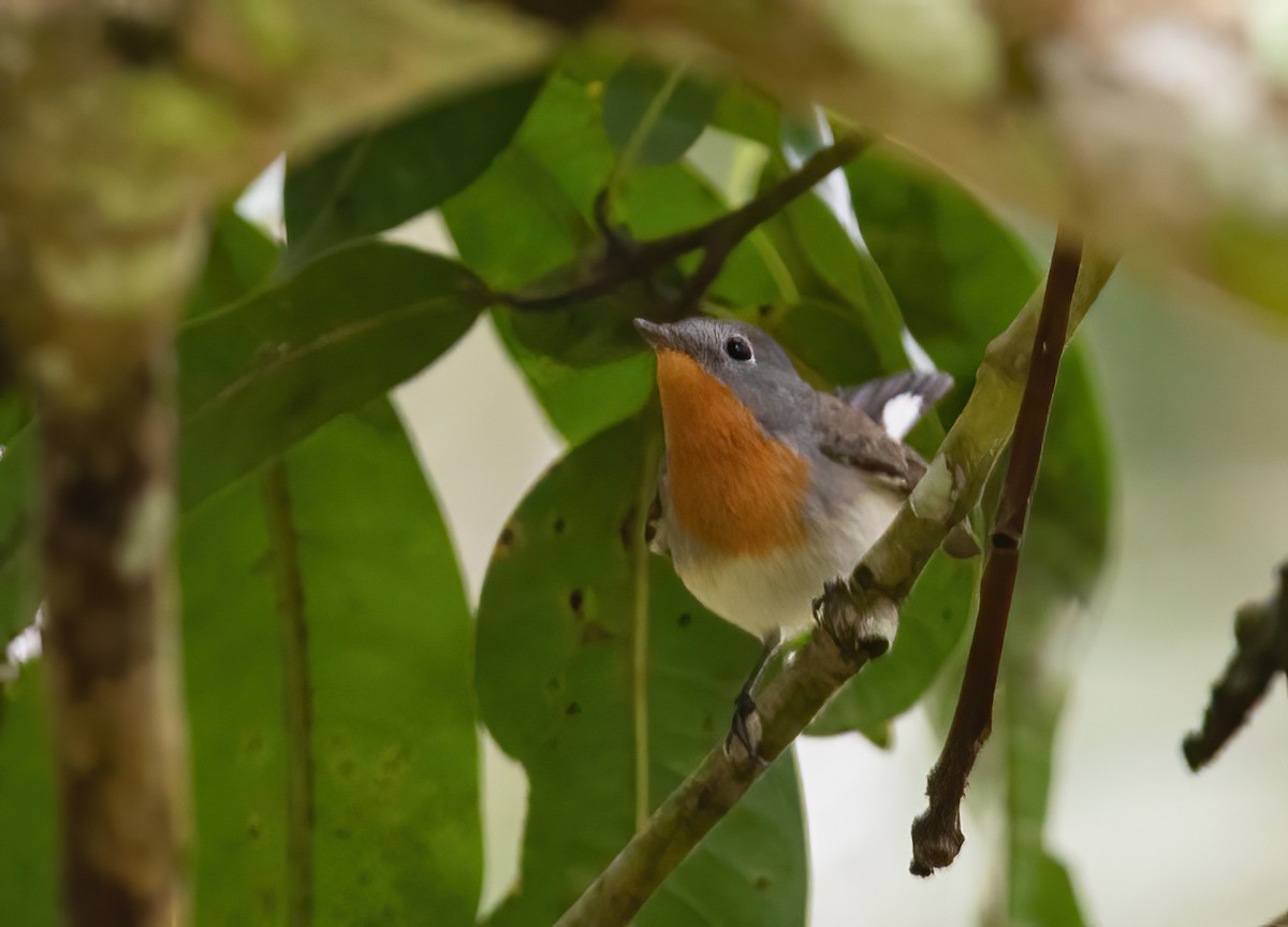 Red-breasted Flycatcher - ML613267998
