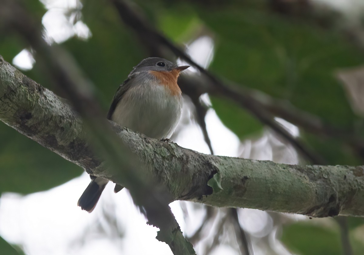 Red-breasted Flycatcher - ML613268000