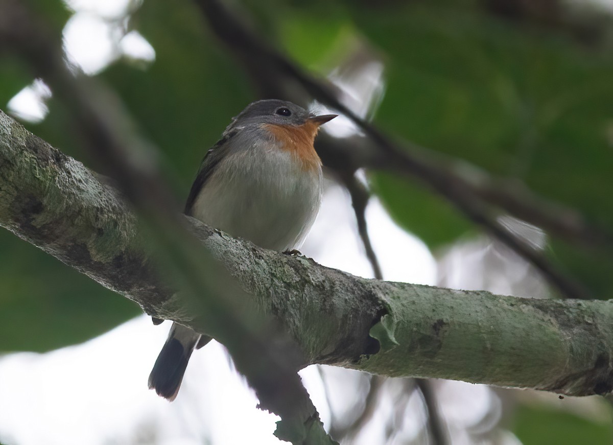 Red-breasted Flycatcher - ML613268001