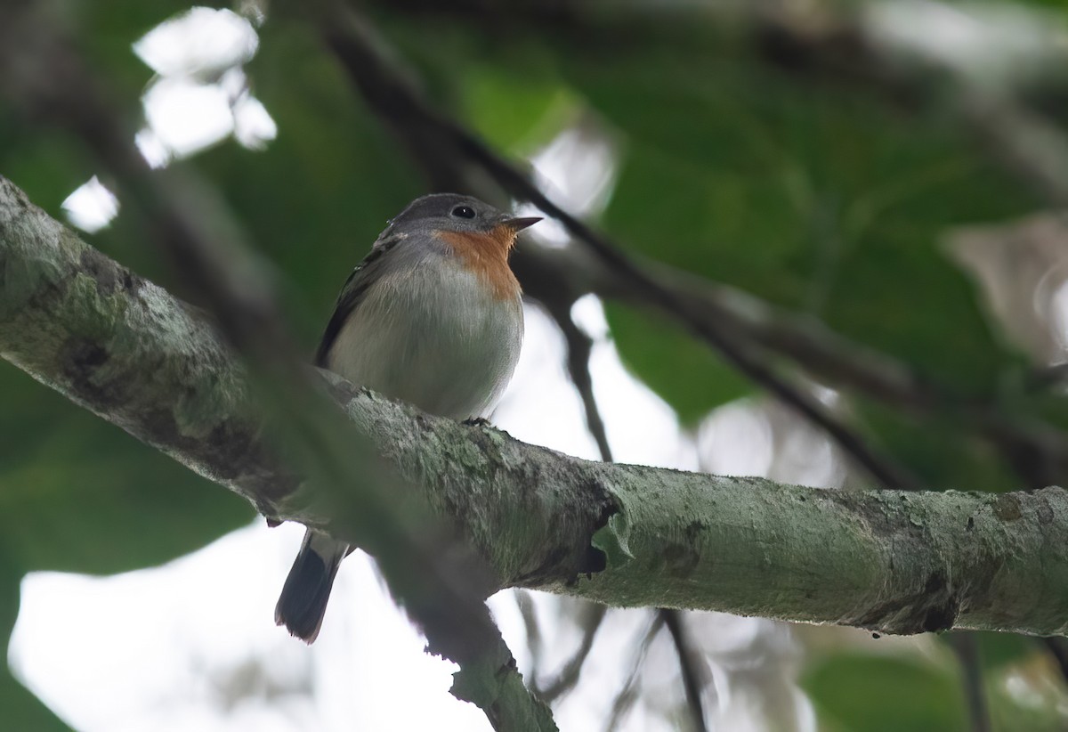 Red-breasted Flycatcher - ML613268002
