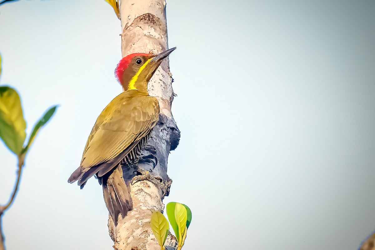 Golden-green Woodpecker - Pancho Enriquez