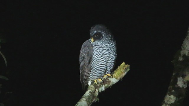 Black-banded Owl (San Isidro) - ML613268392
