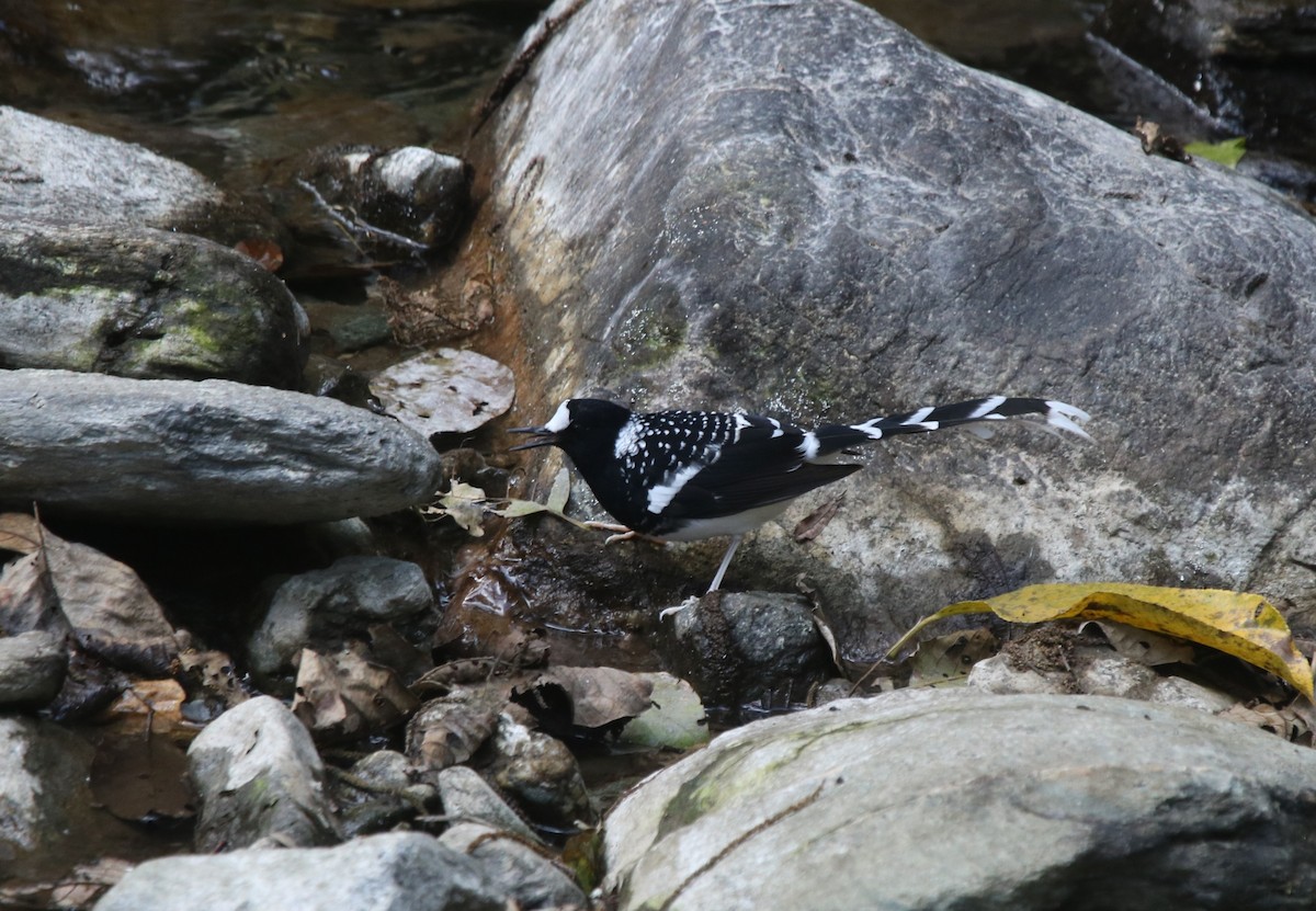 Spotted Forktail - ML613268407