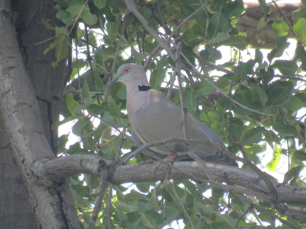 Mourning Collared-Dove - ML613269124