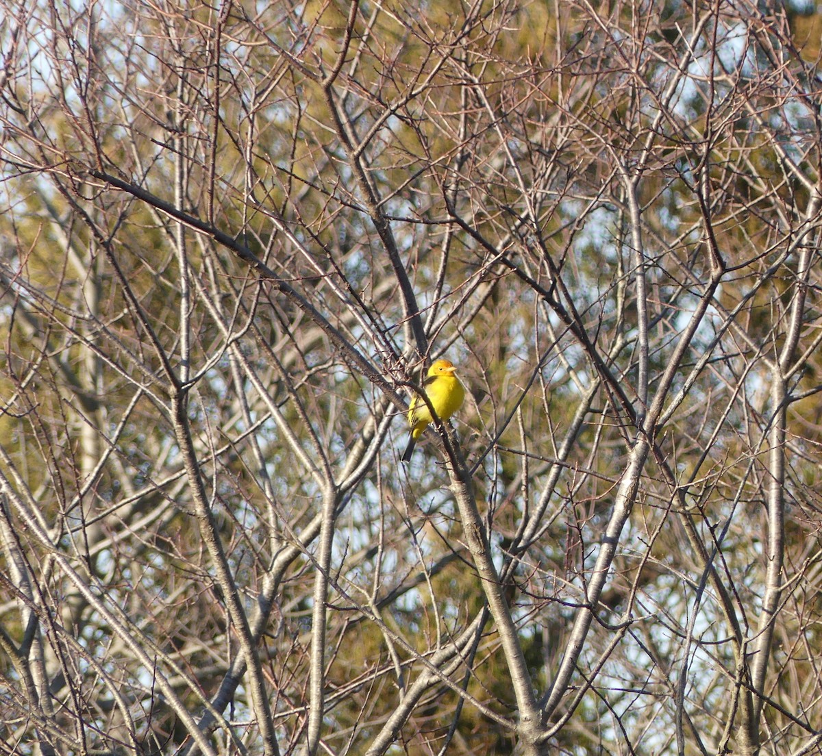 Western Tanager - ML613269318