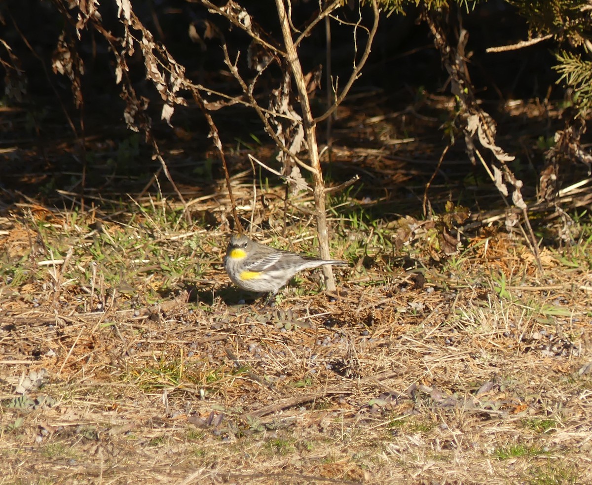 Yellow-rumped Warbler (Audubon's) - ML613269332