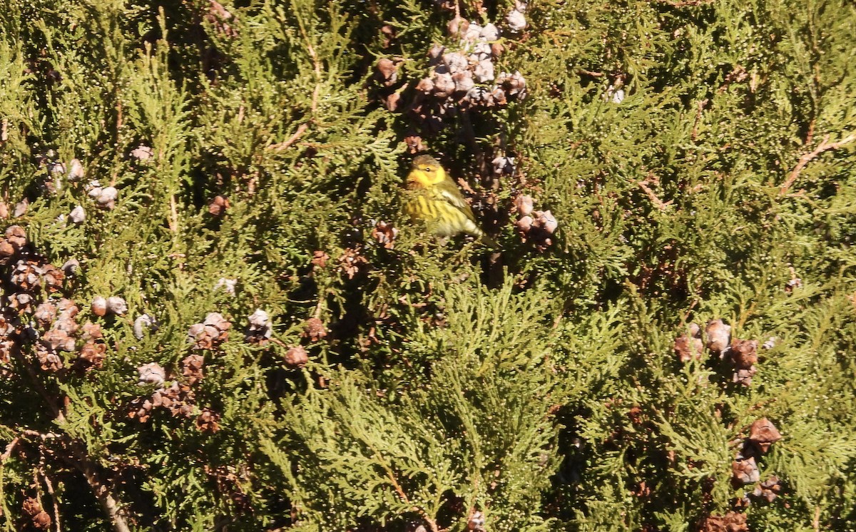 Cape May Warbler - ML613269352