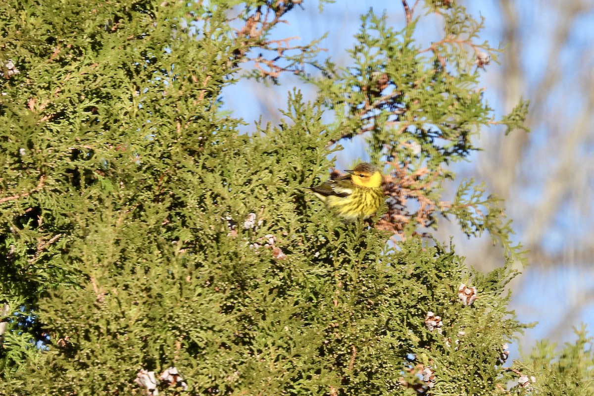 Cape May Warbler - ML613269353