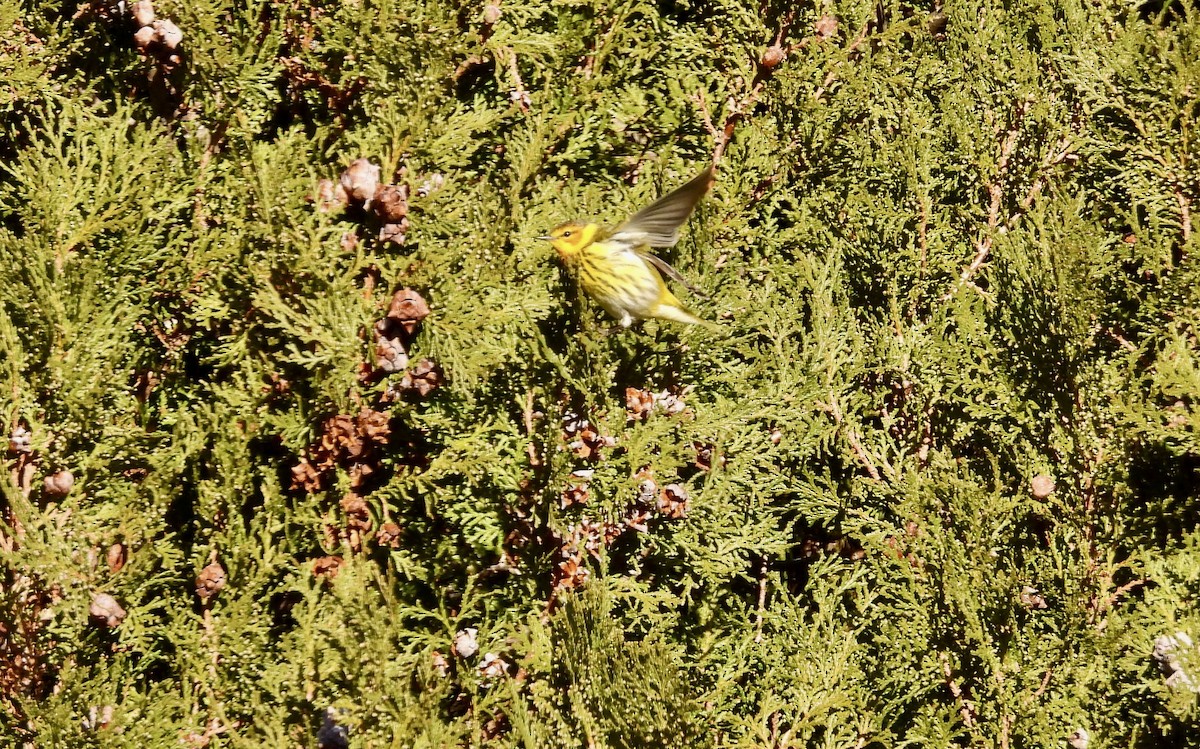 Cape May Warbler - ML613269355