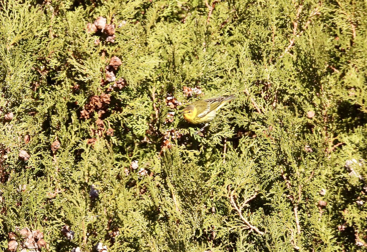 Cape May Warbler - ML613269357