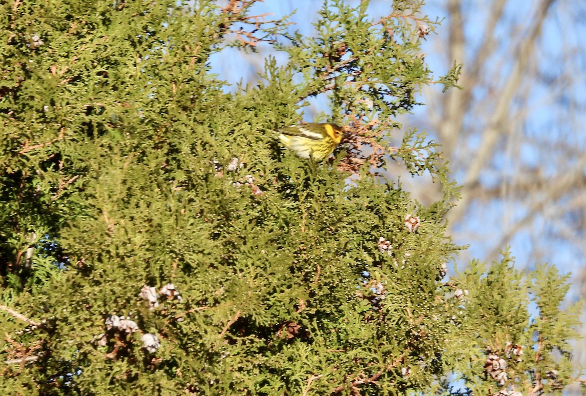 Cape May Warbler - ML613269358