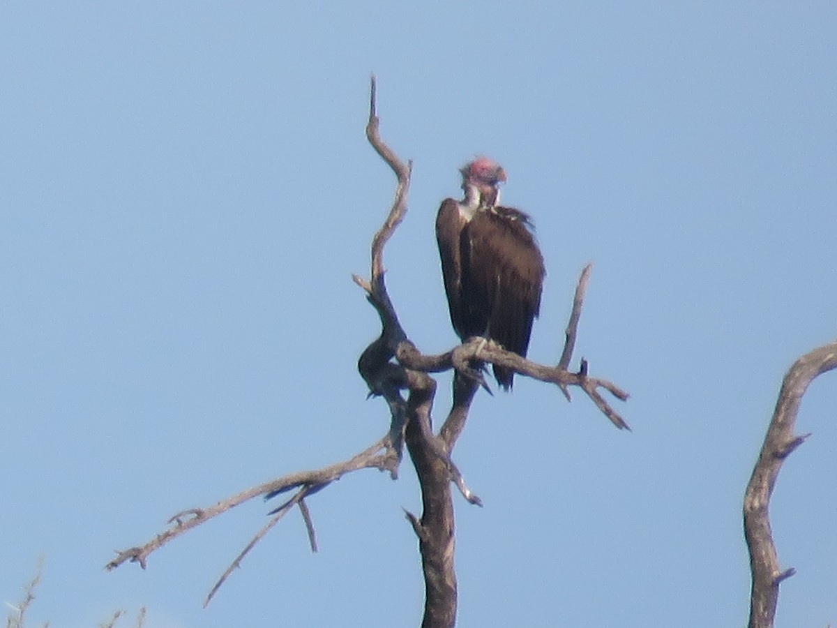 Lappet-faced Vulture - ML613269414