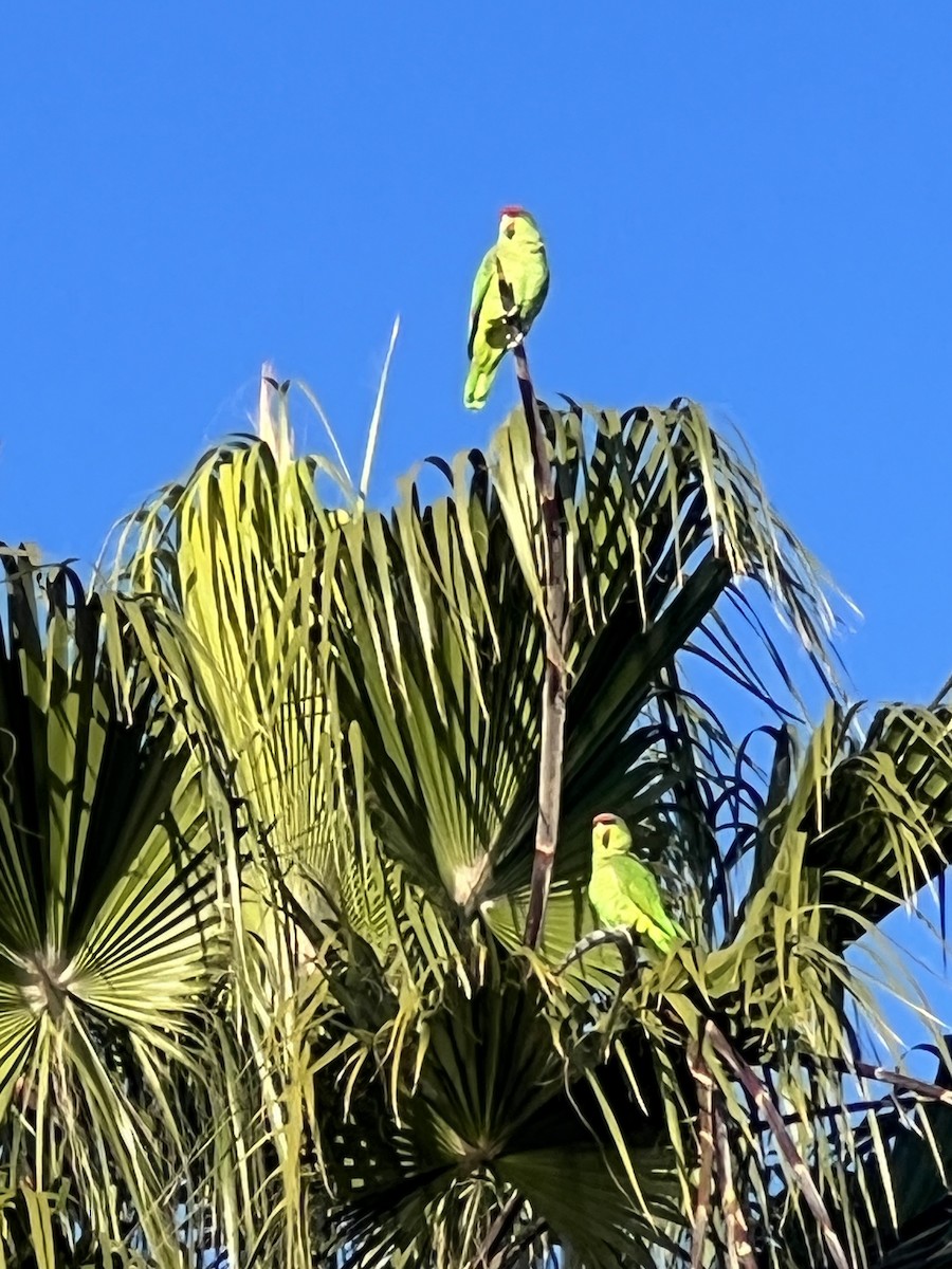 Red-crowned Parrot - ML613269440
