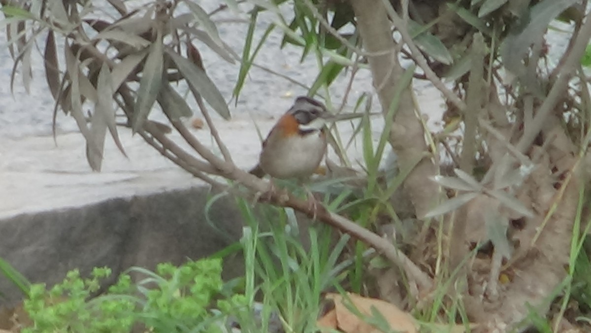 Rufous-collared Sparrow - ML613269464
