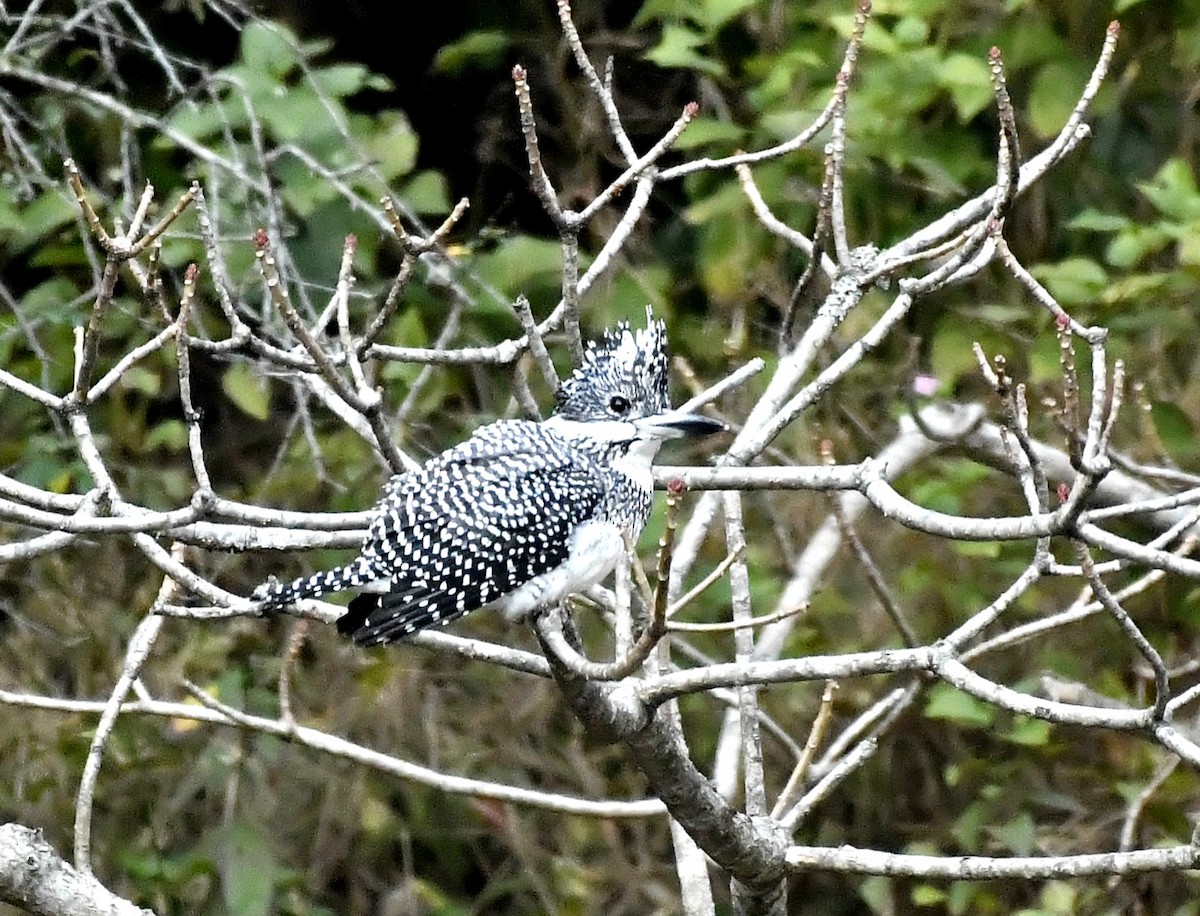 Crested Kingfisher - ML613269523